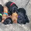 English Cocker Spaniel thumb 5