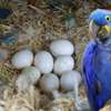 Parrots and Eggs for sale thumb 2
