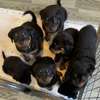 Rottweiler Puppies available male and female thumb 0