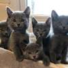 Russian Blue kittens for sale. thumb 0