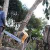 Cheap Tree Cutting Services Nairobi and Surrounding. thumb 7