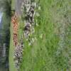 1 ACRE OF LAND IN SOFIA ESTATE HOMA BAY thumb 1