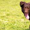 Expert Dog Trainers-Home Dog Training in Nairobi thumb 2