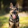 Dog Behaviour Training In Nairobi- Dog Obedience Training thumb 6