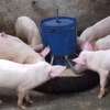 automatic pig feeder,Tyre model thumb 4