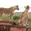3 Days Best of Masai Mara Safari thumb 6