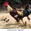 Kienyeji roosters for sale thumb 3