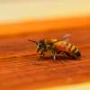 Bee Control Services | Ethical Honey Bee Removal Nairobi thumb 12