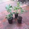TIME TO PLANT! IMPORTED FRUIT TREE  SEEDLINGS in NAIROBI thumb 10
