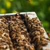 24 HR Killer bee removal/Beehive removal/Honey bee removal/Wasp removal & pest control services. thumb 1