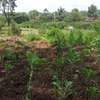 Lovely One Acre in Karen thumb 8