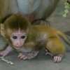 Adorable capuchin monkeys thumb 0