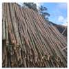 Gum poles for construction ,fencing or landscaping thumb 1
