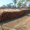 Gum poles for construction ,fencing or landscaping thumb 2