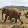4 Days Masai Mara Lake Nakuru Group Joining Safari thumb 3