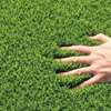 Quality grass carpet thumb 0