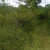 100 Acres Available for Sale in Mutomo Kitui County thumb 1