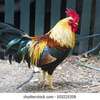 Kienyeji roosters for sale thumb 2
