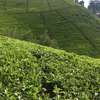 5 acres Tea plantation Kagwe thumb 1