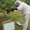 Expert Bee Removal Service /Safe Bee removal by the experts.Call Now ! thumb 1