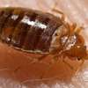Cockroaches, Bedbugs, Rats and Rodents, Termites control thumb 0