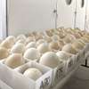 OSTRICH CHICKS FOR SALE. thumb 1