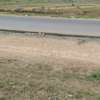 4.8 ac Commercial Property with Garden in Athi River thumb 17