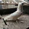 Fancy pigeons thumb 0