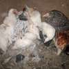 Healthy Mixed Breed Young Chickens for Fresh Eggs thumb 0