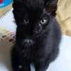 1-3 months Male and Female Kittens for rehoming thumb 3