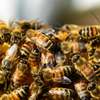 Affordable Bee Removal Services | Bee hive removal | Bee swarm removal thumb 12