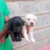 Labrador puppies yellow and black for rehoming thumb 0