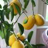 Plant A Lemon Tree In Your Backyard ! thumb 8