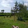 Prime Plots Diani Galu 1/4 Acre, 700m to Beach thumb 4
