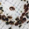 Cockroaches, Bedbugs, Rats and Rodents, Termites control thumb 8