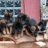 German shepherd dog for sale 2-3 months old(females) thumb 5