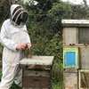 Beekeeping Service | From hive installation to honey harvesting, we provide everything that makes home beekeeping a simply beautiful pleasure for you.Call Us for Information thumb 12