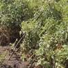 10 Acres On Thika River With A Furrow Is Available For Lease thumb 1