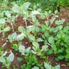 Organic Mixed Vegetable Seedlings Healthy & Ready thumb 0