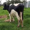 Frisian dairy cow thumb 0