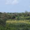 1,012 m² Residential Land at Diani Beach Road thumb 3