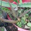Ported Aloe Vera Plant thumb 4