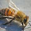 24Hr Bee Control Service | Bee Removal Service. Call Us 24/7-Free Quote thumb 0