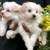 Small housedog breed thumb 0