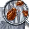 Bedbugs Pest Control Services in south B & C,Kiambu/Ayany thumb 1