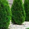 Best Landscaping & Gardening Services-Nakuru Experts thumb 8