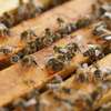 Bees Removal From House - Bees Removal Experts | We’re available 24/7. Give us a call. thumb 14
