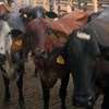 GRILLANDO HEIFERS thumb 3