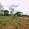 100 by 100 ft plot in Omega Estate Kibwezi Makueni County thumb 10