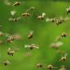 24 HR Killer bee removal/Beehive removal/Honey bee removal/Wasp removal & pest control services. thumb 13